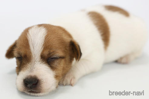 成約済の神奈川県のジャックラッセルテリア-240350の5枚目